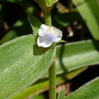 Cyanotis villosa (Spreng.) Schult. & Schult.f.